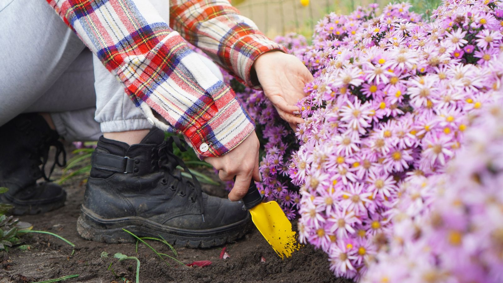 A close-up shot of a person using a small yellow hand trowel to dig out a composition of pink flowers situated in a well lit area outdoors