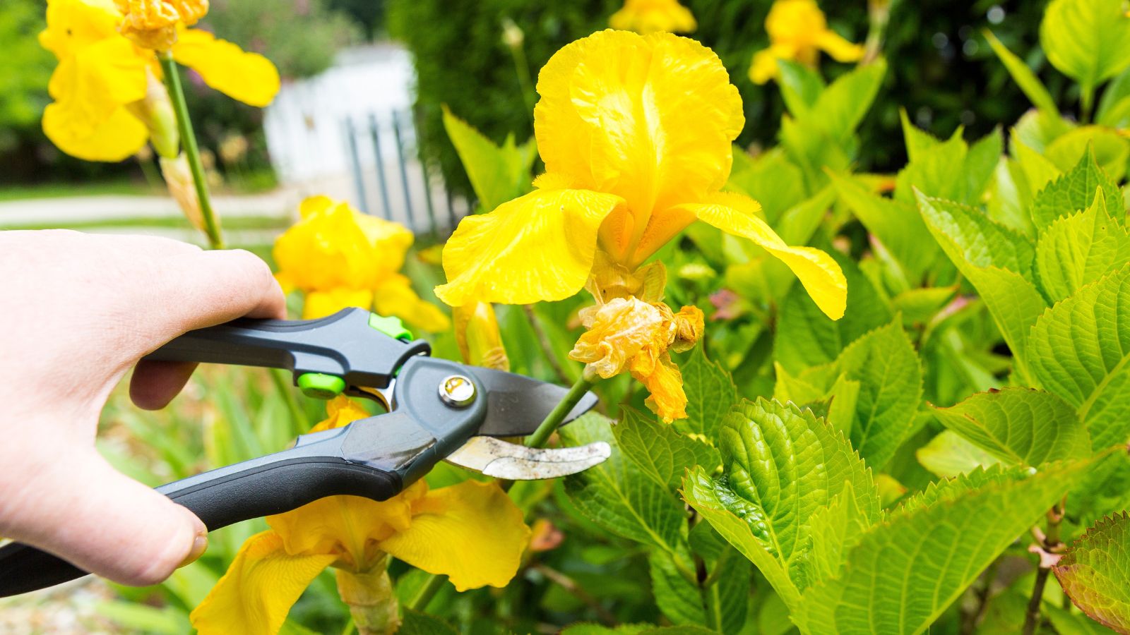 A close-up shot of a person using hand pruners to trim wilted yellow flowers alongside its green foliage in a well lit area outdoors