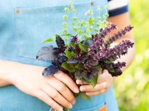 A close-up shot of a person's hand holding a pile of freshly harvested purple and green colored blooms and leaves of an herb, depicting how edible are basil flowers