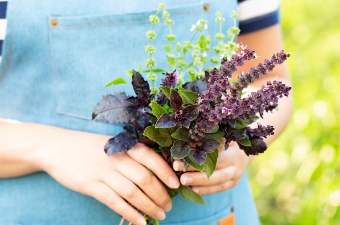 A close-up shot of a person's hand holding a pile of freshly harvested purple and green colored blooms and leaves of an herb, depicting how edible are basil flowers