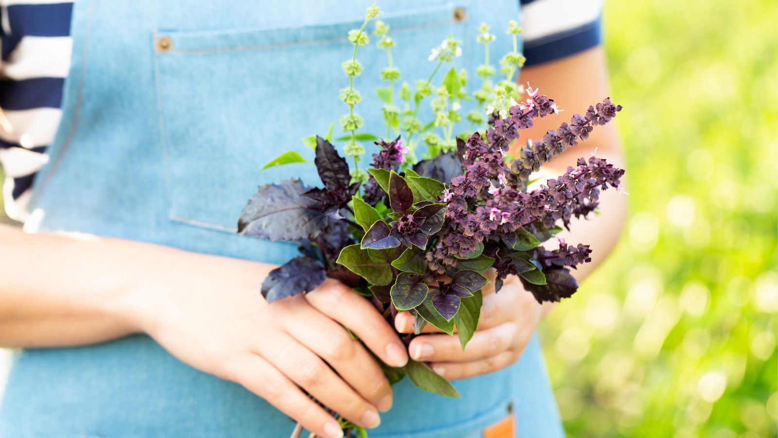 A close-up shot of a person's hand holding a pile of freshly harvested purple and green colored blooms and leaves of an herb, depicting how edible are basil flowers
