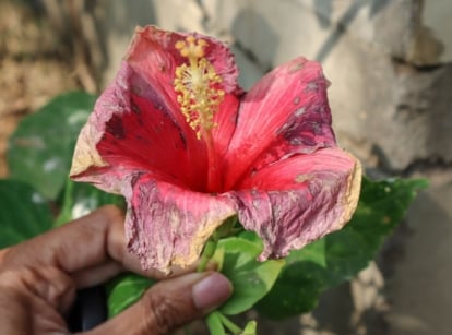 A close-up shot of a person's hand, holding a red and diseased flower, showcasing hibiscus problems