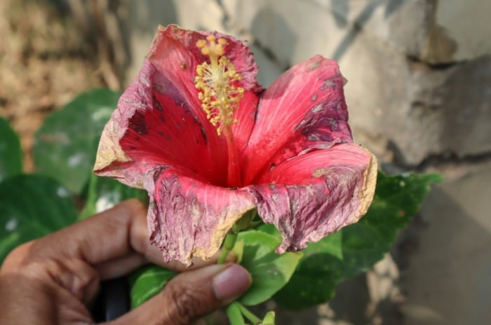 A close-up shot of a person's hand, holding a red and diseased flower, showcasing hibiscus problems