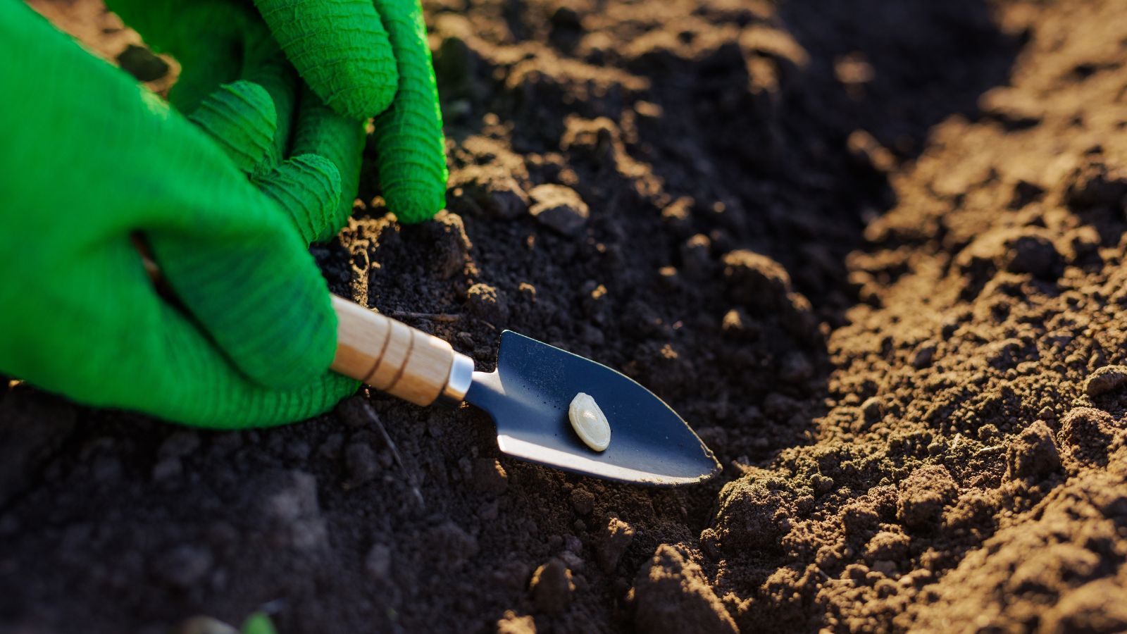 A close-up shot of a person's hand in the process of directly sowing a germ of a plant, highlighting when to do fall seed-starting