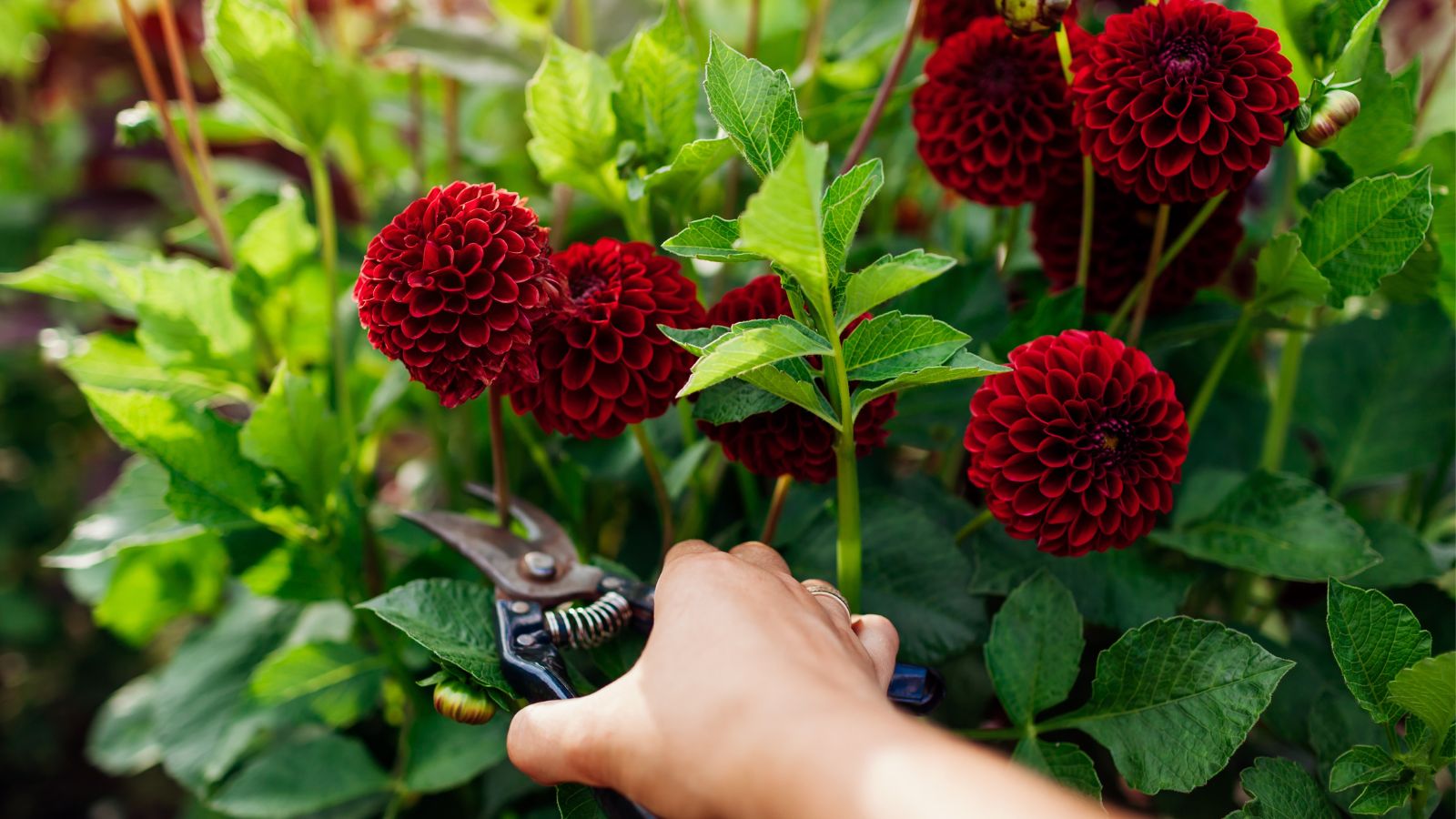A close-up shot of a person's hand in the process of harvesting red blooms in a well lit area outdoors