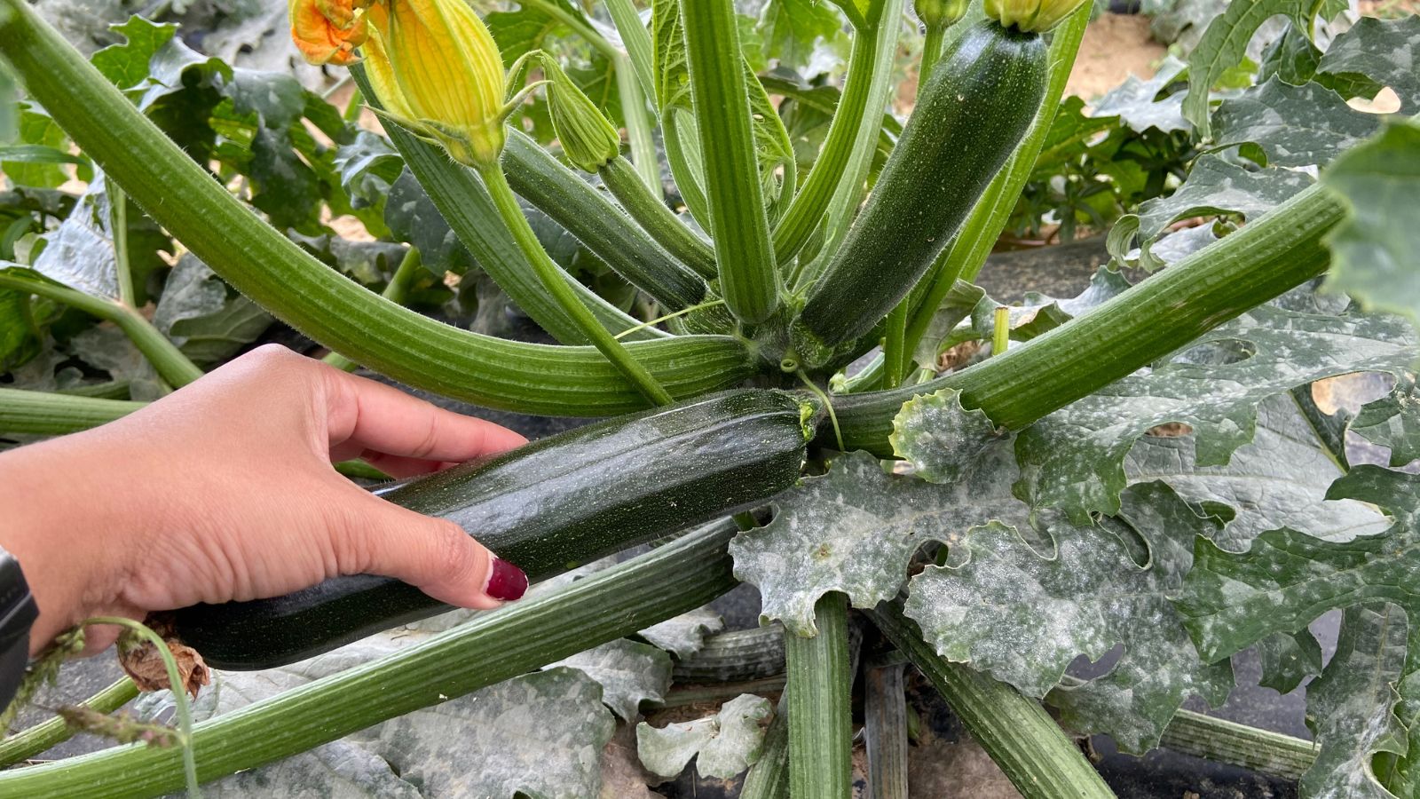 A close-up shot of a person's hand in the process of inspecting a large developing fruit alongside its sturdy stems in a well lit area outdoors