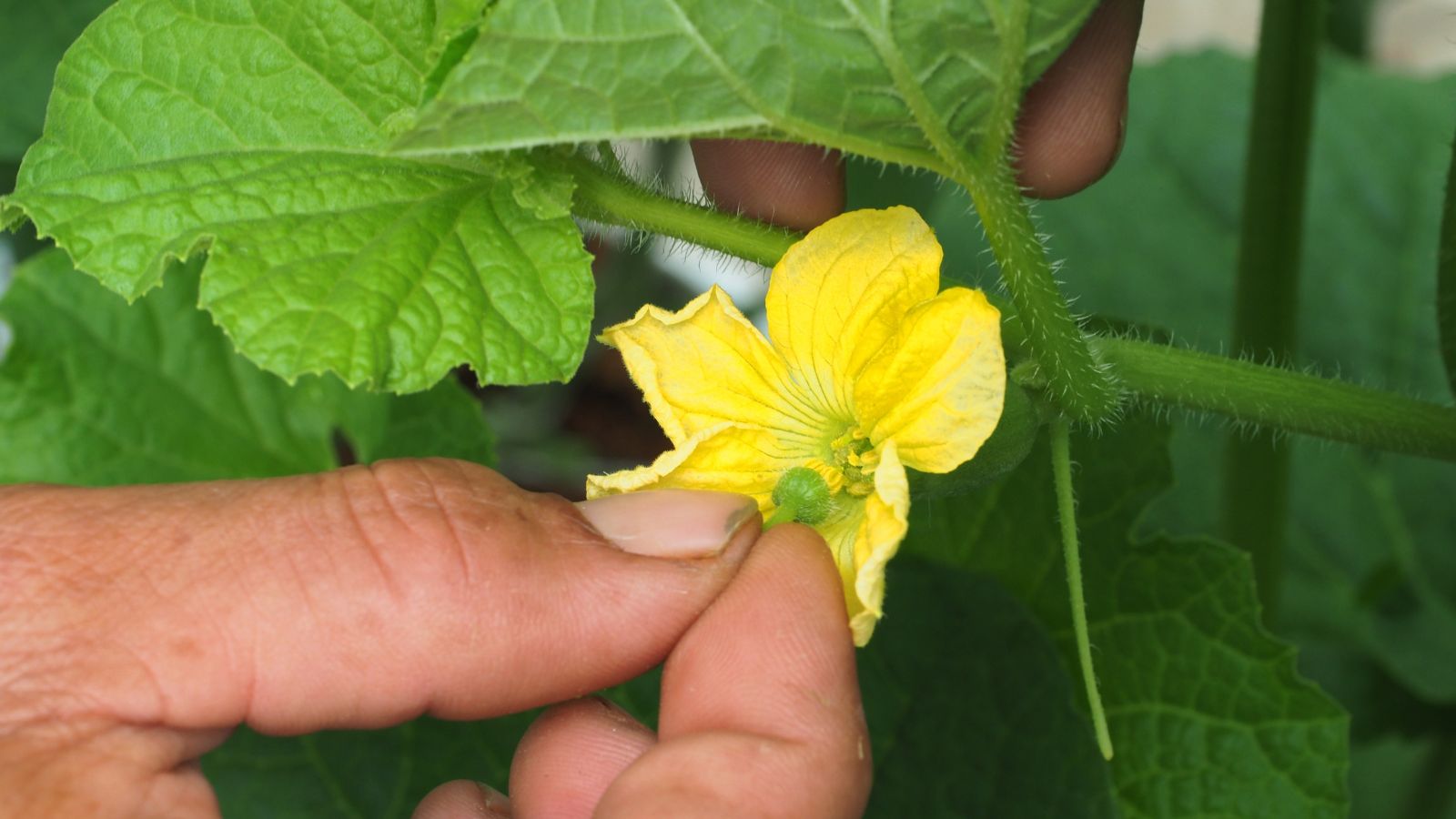 A close-up shot of a person's hand in the process of manually pollinating a crop through its flowers, placed in a well lit area outdoors