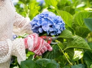 A close-up shot of a person's hand in the process of trimming blue colored cluster of flowers, showcasing how to deadhead flowers now