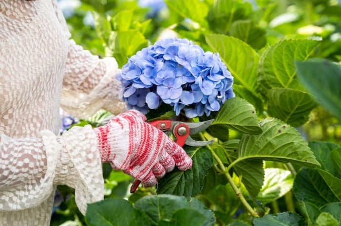 A close-up shot of a person's hand in the process of trimming blue colored cluster of flowers, showcasing how to deadhead flowers now