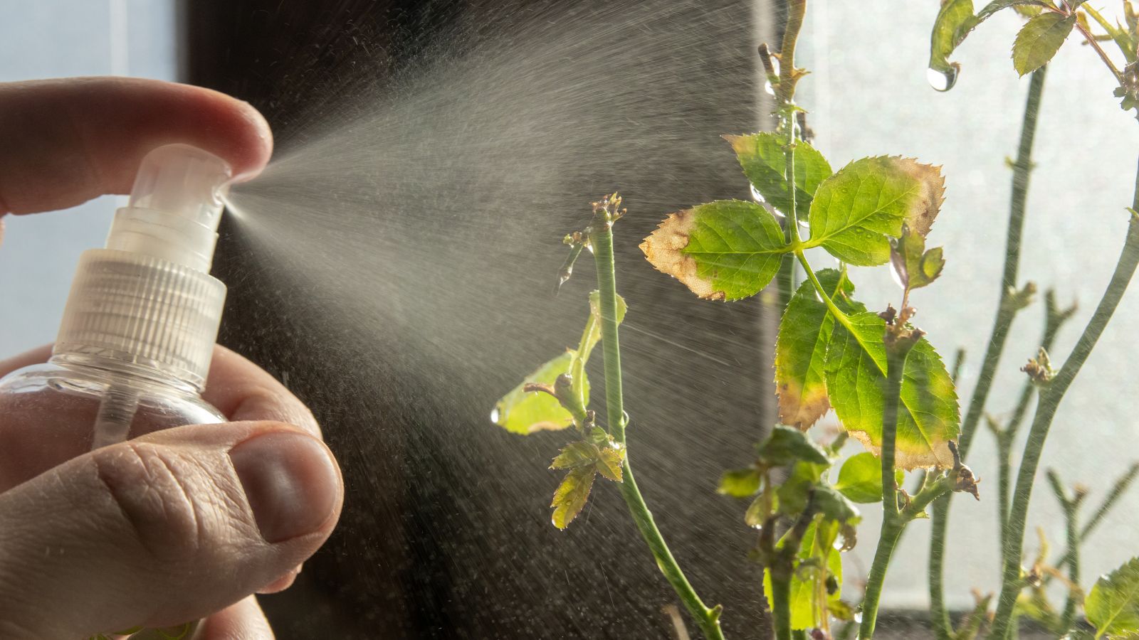 A close-up shot of a person's hand spraying neem oil to diseased foliage of a shrub, placed near a window indoors