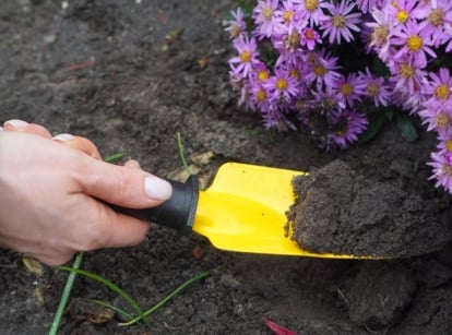 A close-up shot of a person's hand using a yellow colored hand trowel, in the process of digging out purple flowers, showcasing how to divide asters