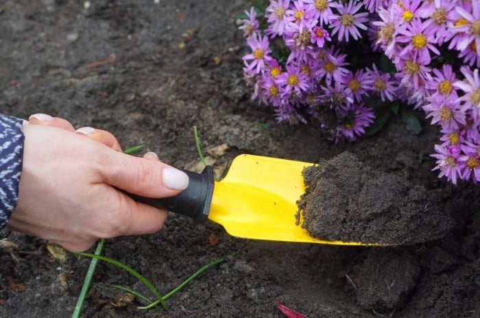 A close-up shot of a person's hand using a yellow colored hand trowel, in the process of digging out purple flowers, showcasing how to divide asters