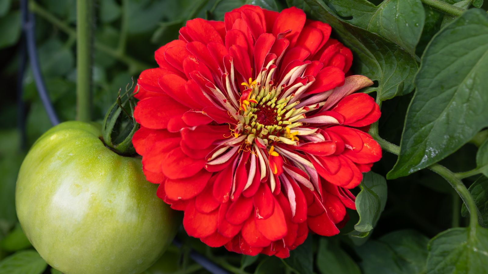 A close-up shot of a red colored flower alongside a ripening fruit, alongside its dark-green foliage in a well lit area outdoors