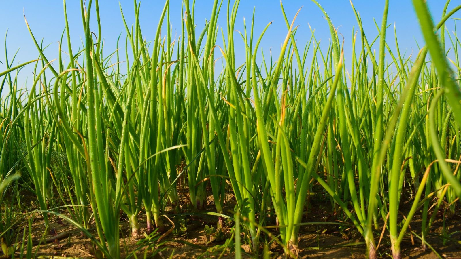 A close-up shot of a large composition of rows of densely planted allium crops placed in a large field area outdoors
