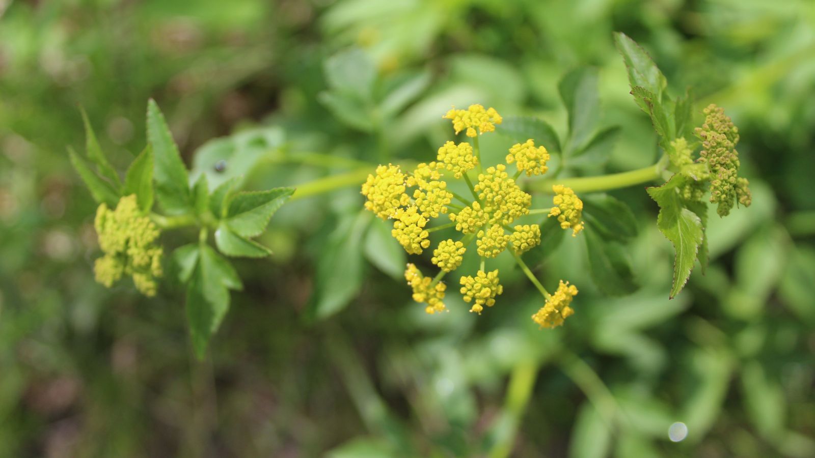 A close-up shot of a small composition of a cluster of yellow flowers in a well lit area outdoors