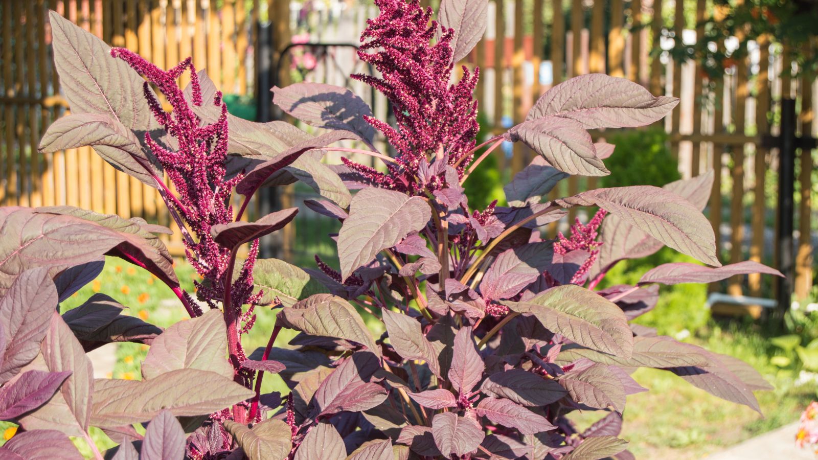 A close-up shot of a small composition of burgundy colored flowers basking in bright sunlight outdoors