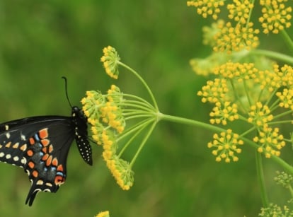 A close-up shot of a small composition of clusters of small yellow flowers on top of slender stems of the golden alexander, with a butterfly feeding on its nectar outdoors