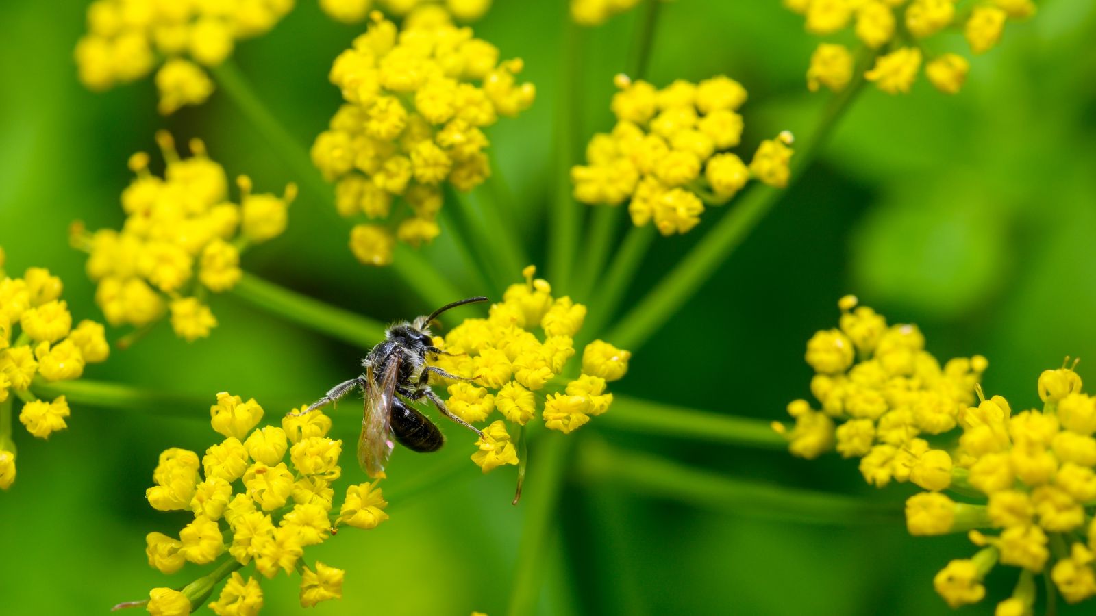 A close-up shot of a small composition of clusters of yellow flowers with an insect sitting on its blooms all situated in a well lit area outdoors