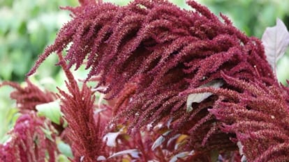 A close-up shot of a small composition of deep burgundy colored flowers developing in a well lit area outdoors