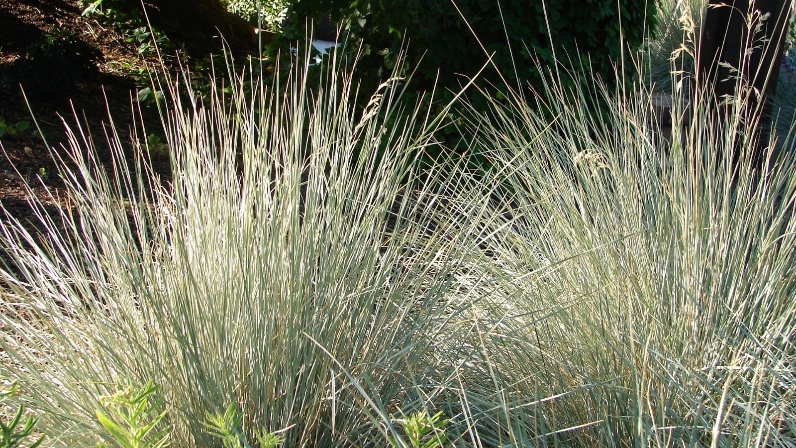 A close-up shot of a small composition of developing ornamental plants, basking in bright sunlight outdoors