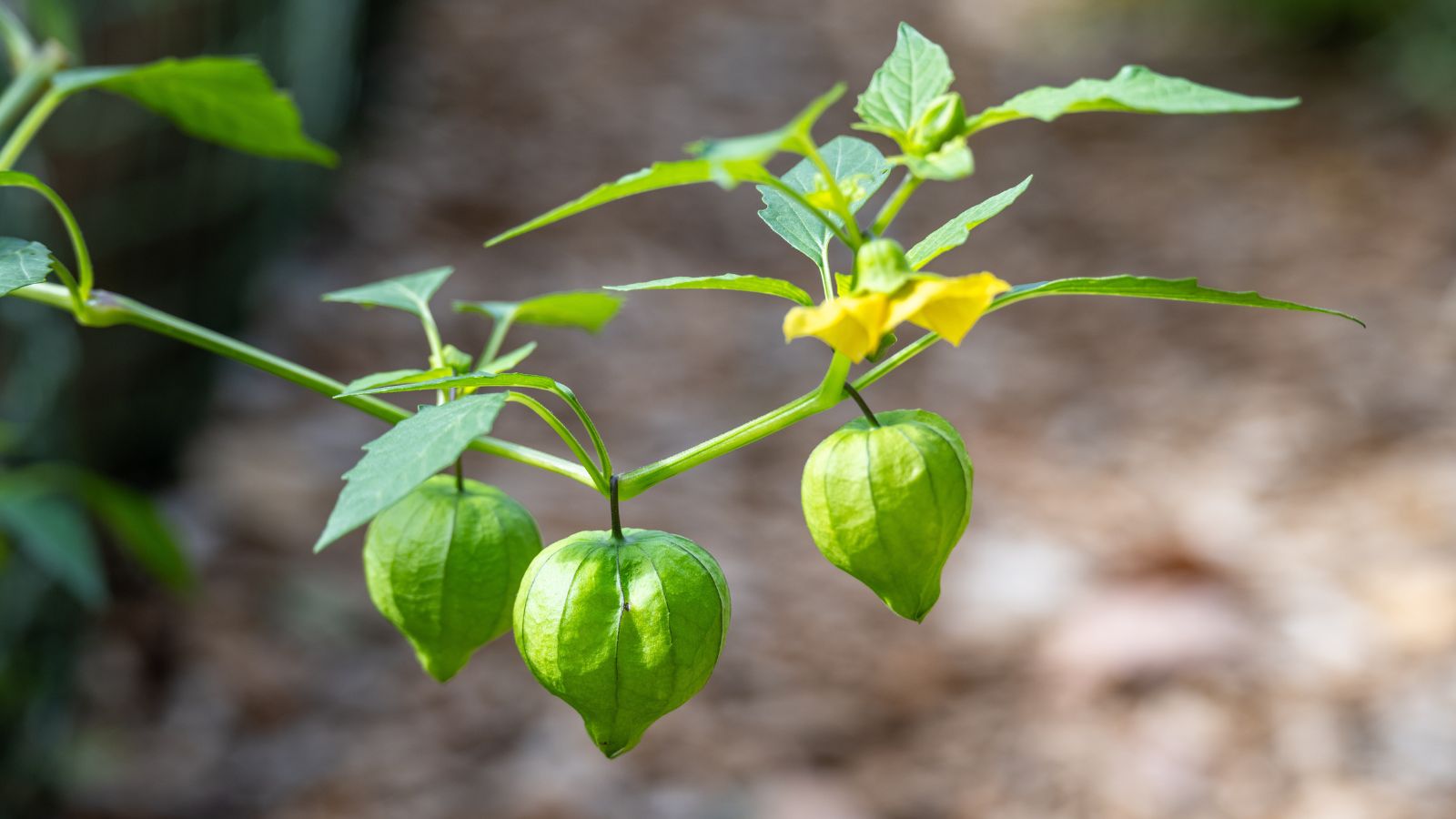 A close-up shot of a small composition of fruits covered in a papery husk alongside yellow flowers