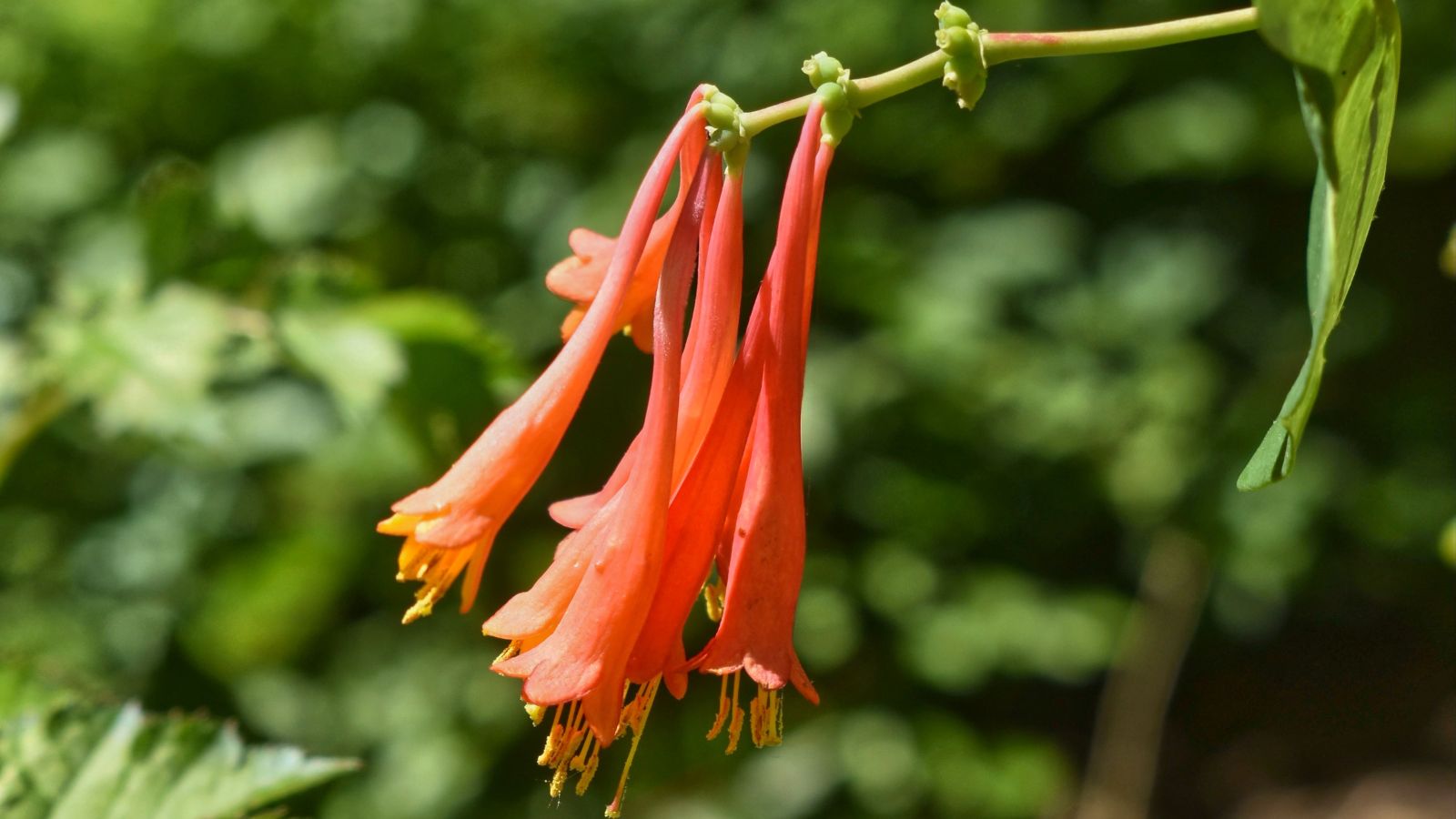 A close-up shot of a small composition of long, tubular, and red colored flowers on a stem, situated in a well lit area outdoors