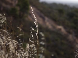 A close-up shot of a small composition of ornamental blades of plants showcasing the sideoats grama grass