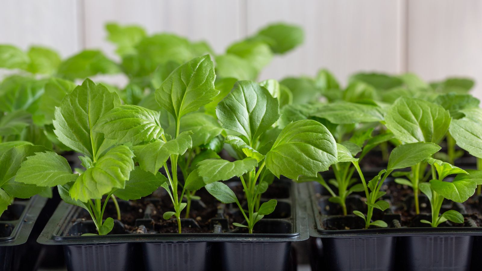 A close-up shot of a small composition of potted seedlings of a flower all situated in a well lit area indoors