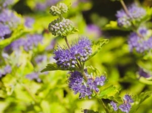 close up shot of purple spiked blooms