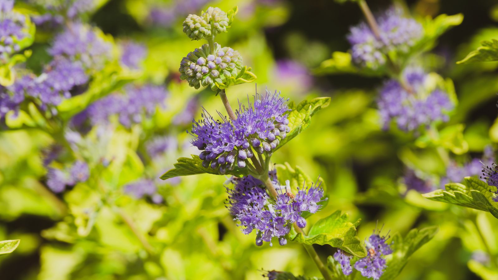 close up shot of purple spiked blooms