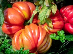 A close-up shot of a small composition of ripe and plump red fruits, showcasing how to grow heirloom tomato tips