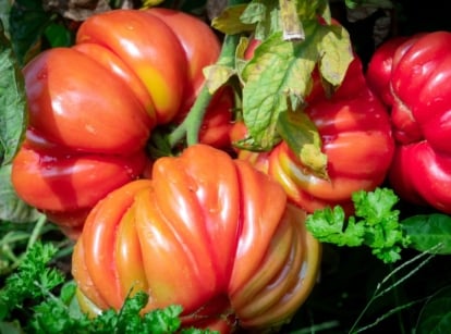 A close-up shot of a small composition of ripe and plump red fruits, showcasing how to grow heirloom tomato tips