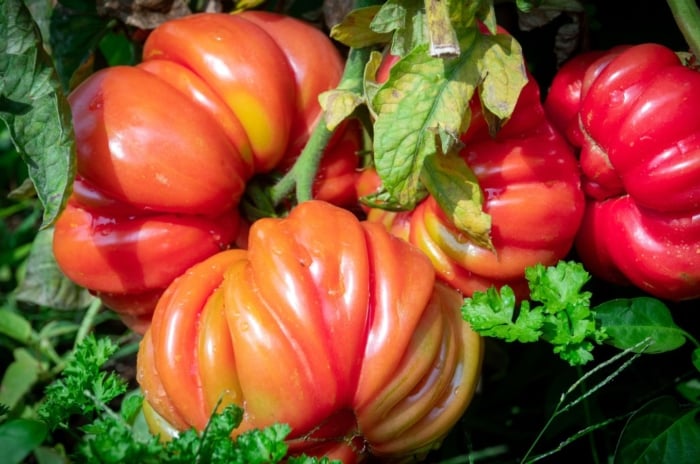 A close-up shot of a small composition of ripe and plump red fruits, showcasing how to grow heirloom tomato tips