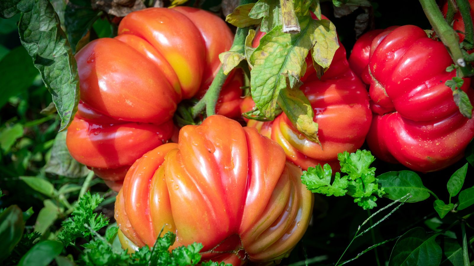 A close-up shot of a small composition of ripe and plump red fruits, showcasing how to grow heirloom tomato tips