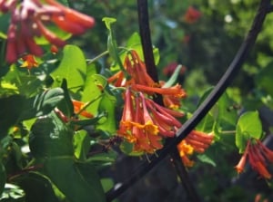 A close-up shot of a small composition of vibrant red and orange colored, trumpet-shaped blooms of the major wheeler honeysuckle