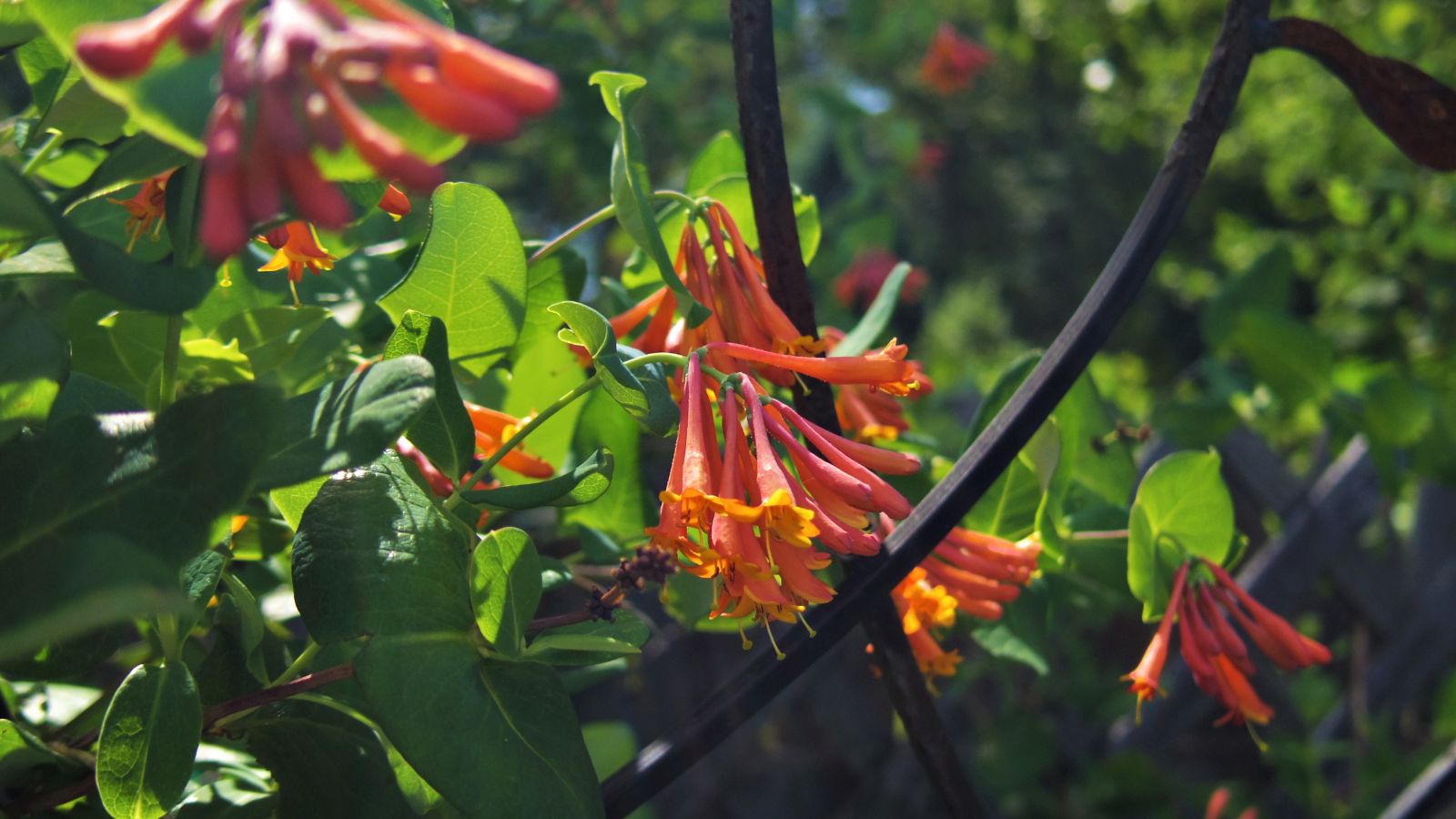 A close-up shot of a small composition of vibrant red and orange colored, trumpet-shaped blooms of the major wheeler honeysuckle