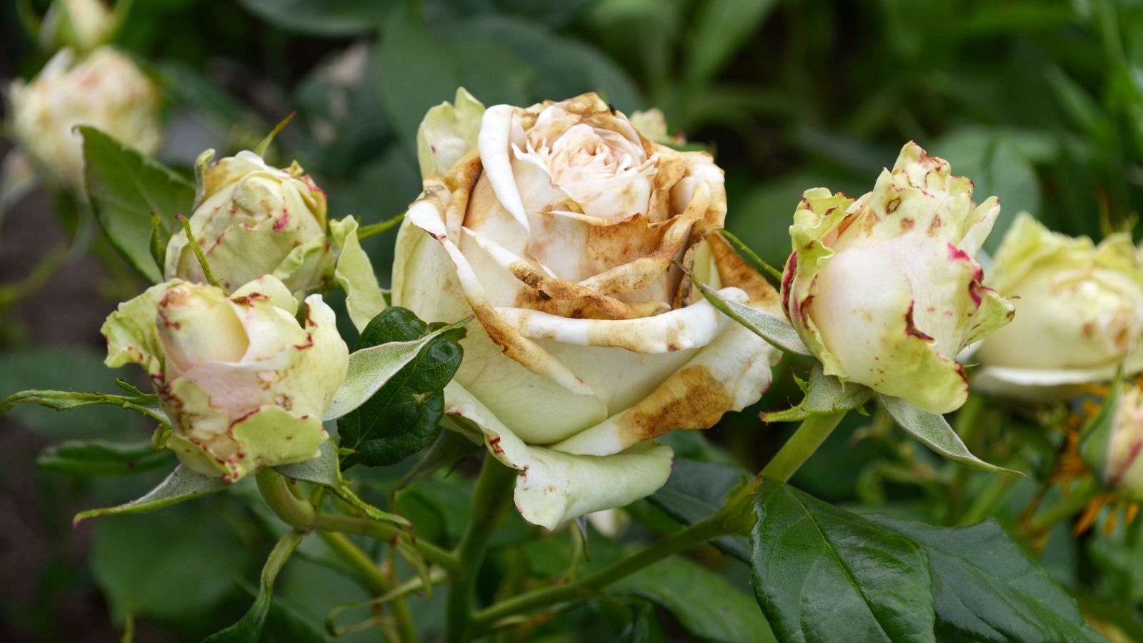A close-up shot of a small composition of white flowers affected with Botrytis, showcasing the severity of the damage on its petals
