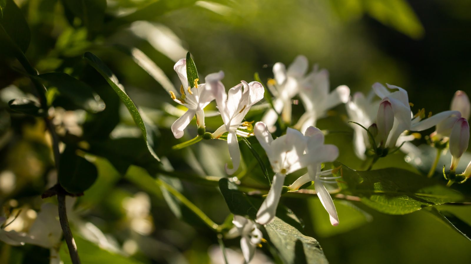 A close-up shot of a small composition of white flowers basking in sunlight outdoors