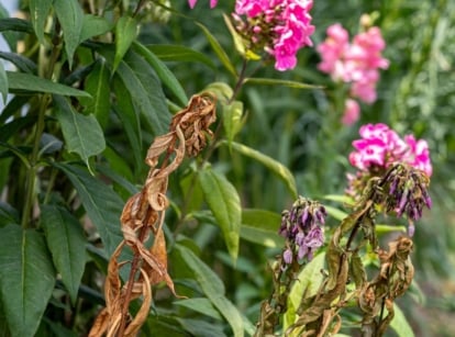 A close-up shot of a small composition of wilting stems and flowers showcasing a type of plant diseases