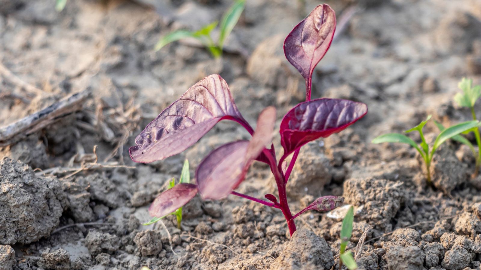 A close-up shot of a small developing seedling of a burgundy colored flowering plant, placed in rich soil outdoors