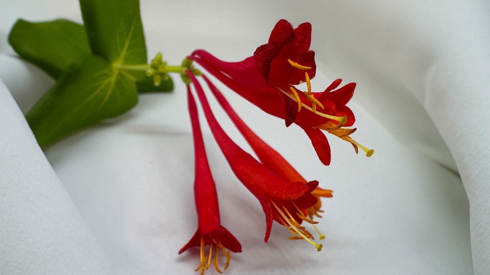 A close-up shot of a stem cutting of a flower, showcasing its red tubular blooms and green leaves, placed on a white surface