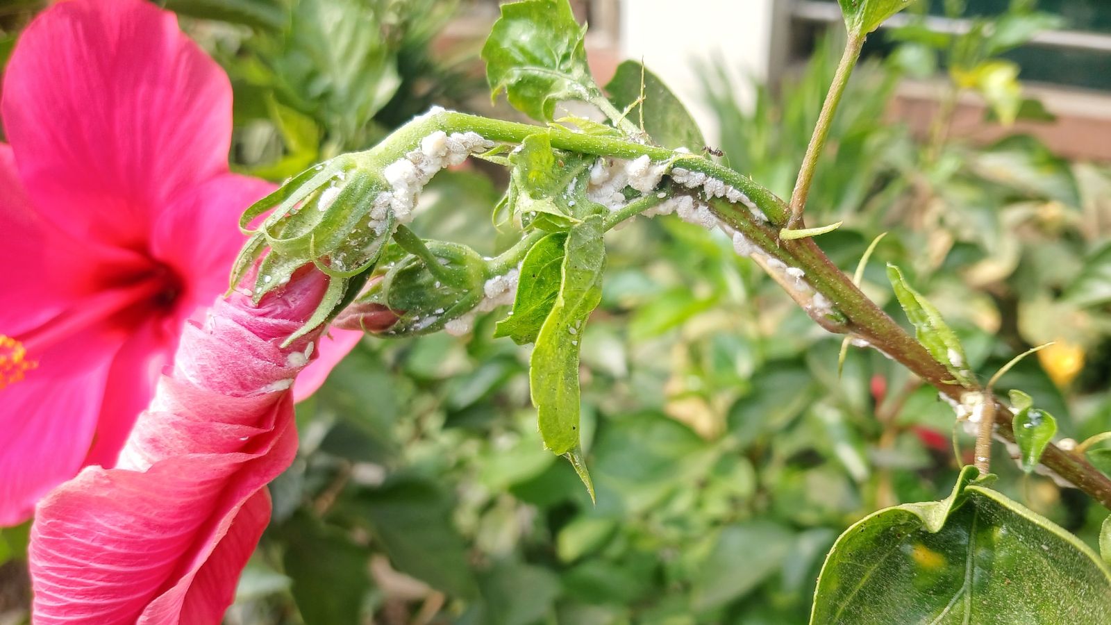 A close-up shot of a stem of a flower infested with small insect pests in a well lit area outdoors