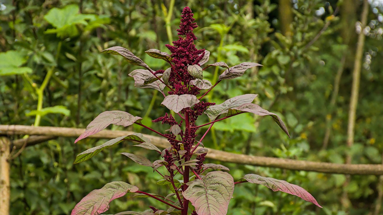 A close-up shot of a tall developing flower stalk, showcasing its deep burgundy colored blooms and leaves situated in a well lit area outdoors