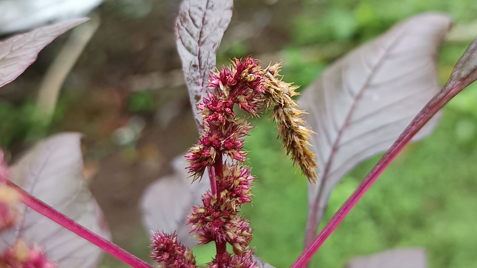 A close-up shot of a wilting burgundy colored flower hat has been affected by a fungal pathogen