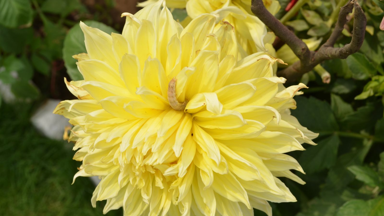 A close-up shot of a yellow colored flowers with dense, double petals, with a caterpillar in the center, showcasing dahlia pests