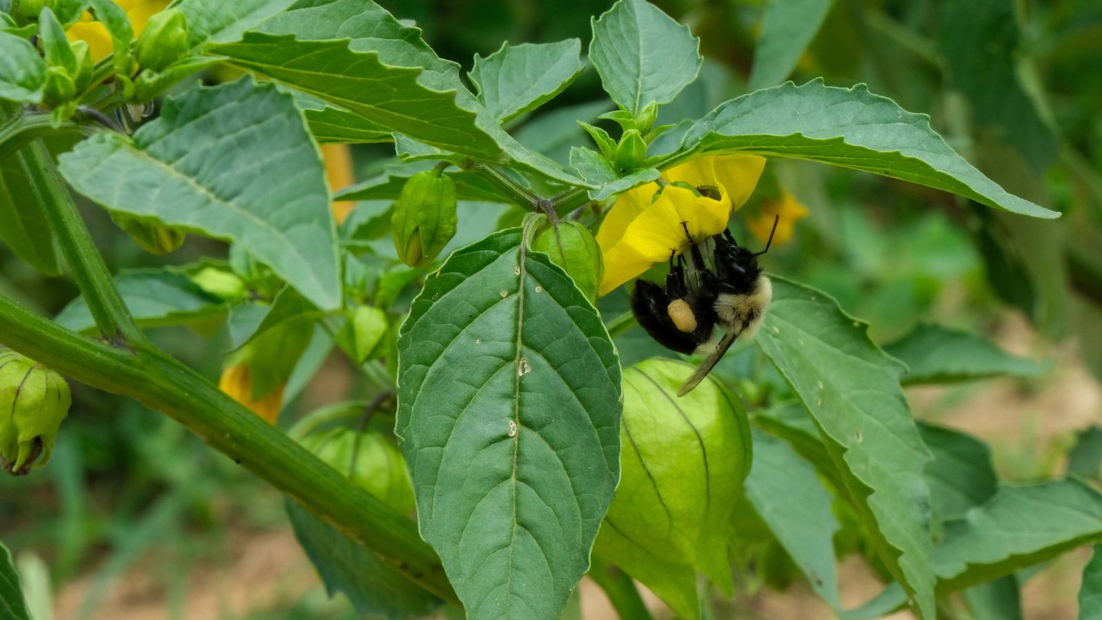 A close-up shot of a yellow flower of a crop with a bee feeding on its nectar, all situated in a well lit area outdoors
