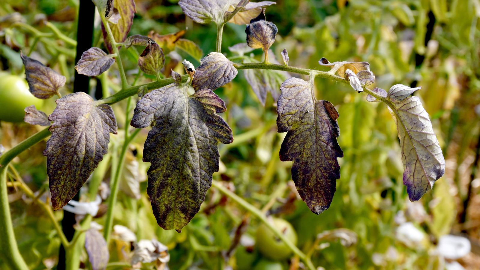 A close-up shot of leaves of a crop that has turned purple due to lack of phosphorus, situated in a well lit area outdoors