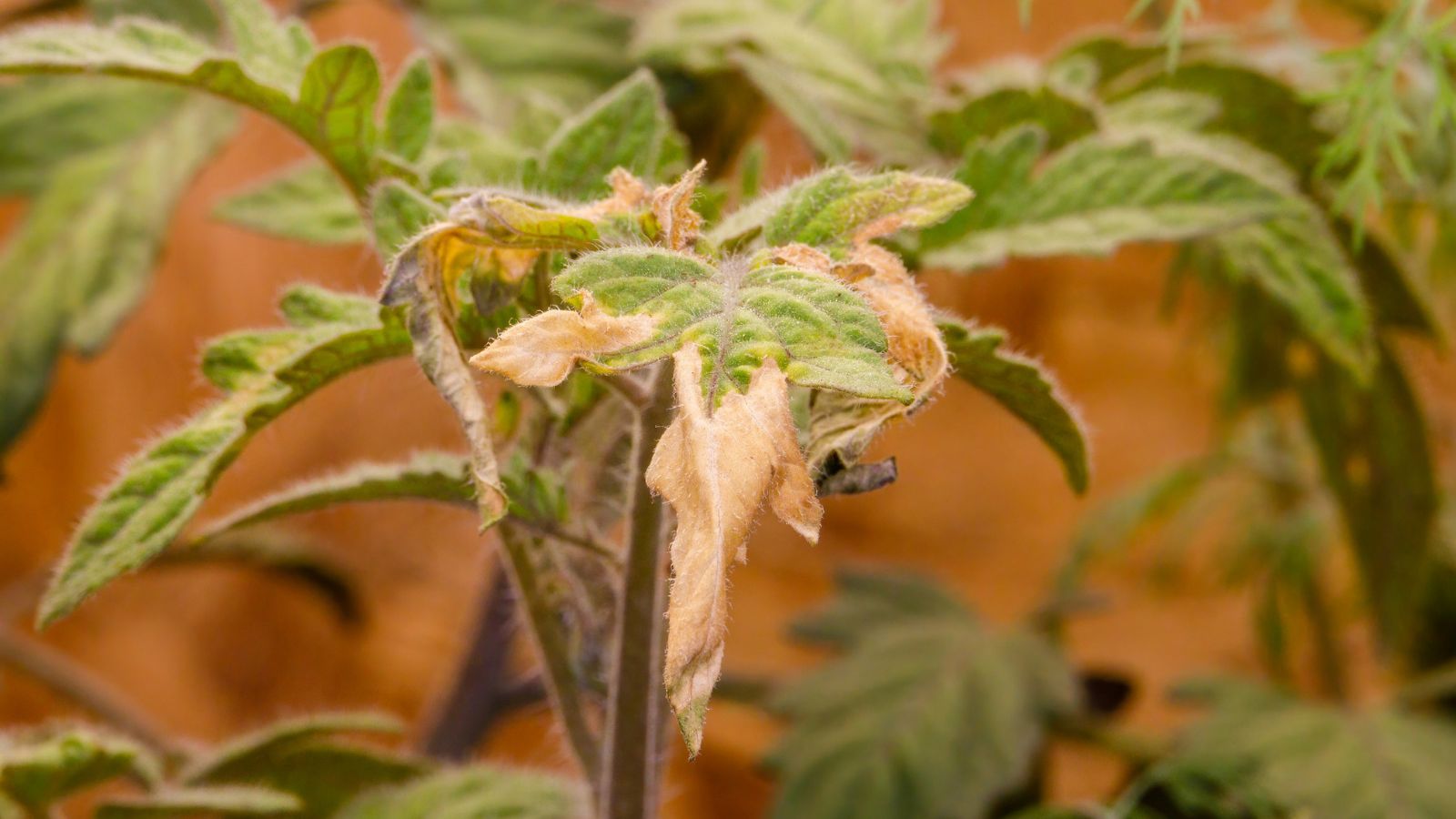 A close-up shot of leaves with crispy brown edges of a crop lacking in microelements