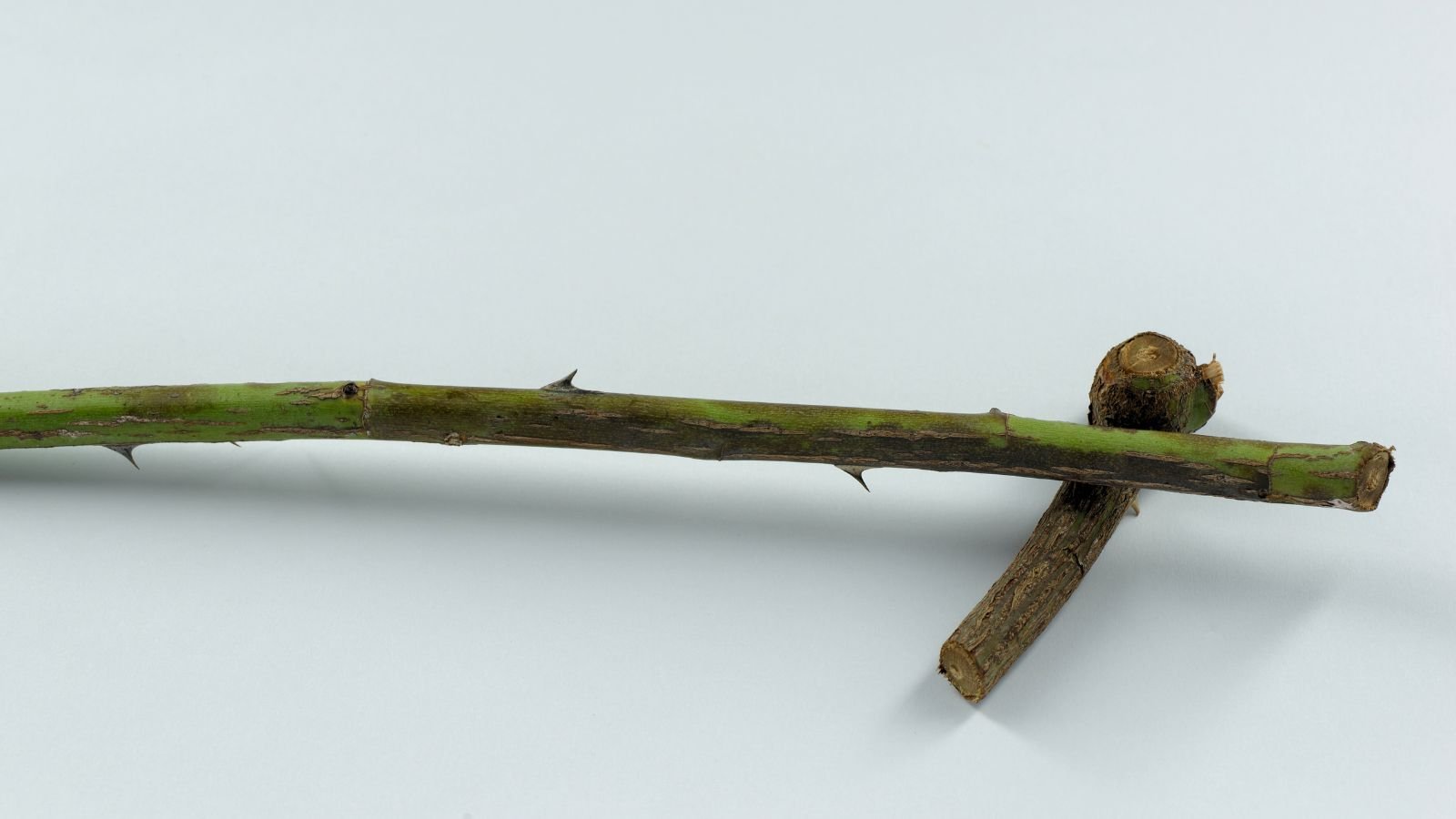 A close-up shot of several cut and diseased branches of a flowering shrub placed on a white surface indoors