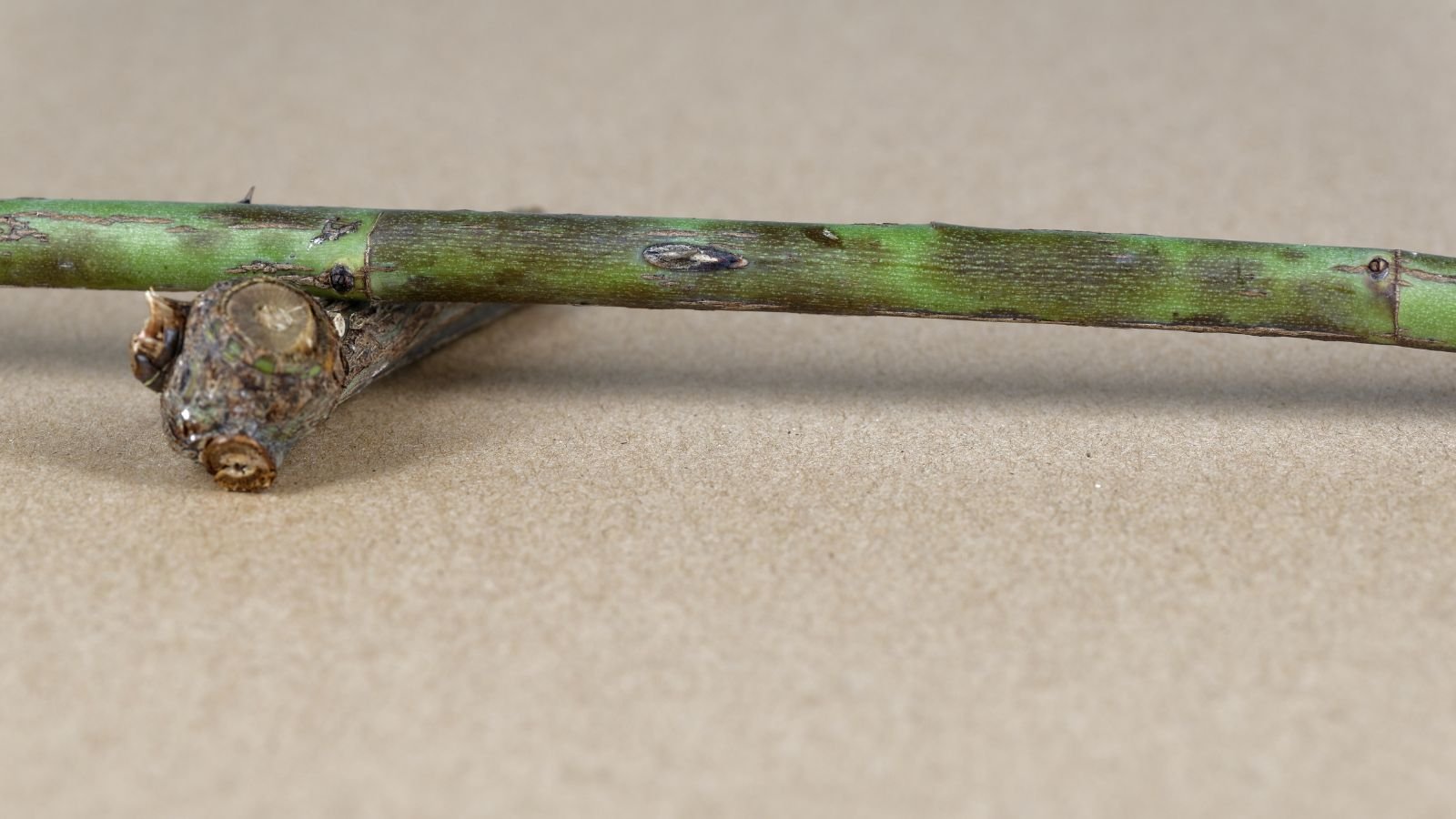 A close-up shot of several diseased branches of a shrub, with several black blotches, placed on a brown surface indoors